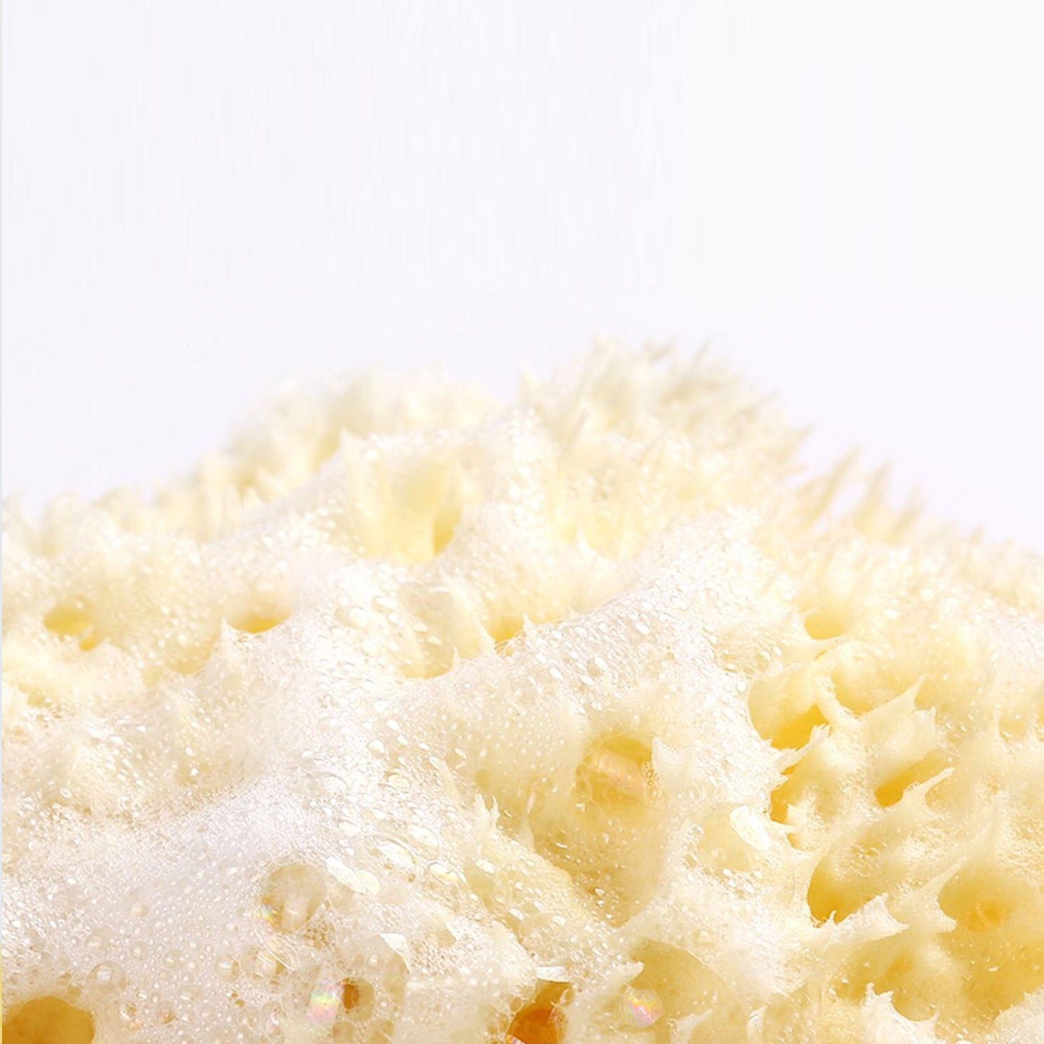 PREMIUM NATURAL HONEYCOMB BATH SEA SPONGE